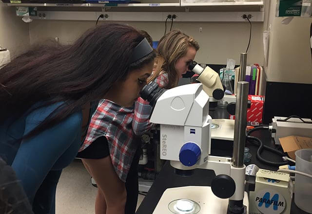 Students looking at zebrafish embryos on a microscope